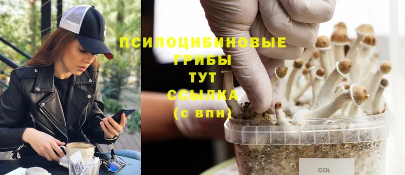 Псилоцибиновые грибы Psilocybine cubensis  Бавлы 